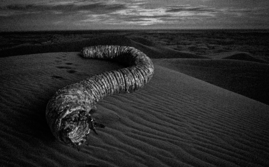 4 Fakta Menarik Death Worm, Cacing Raksasa Dari Gurun Gobi
