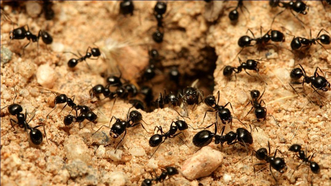 Beberapa Fakta Menarik Mengenai Semut